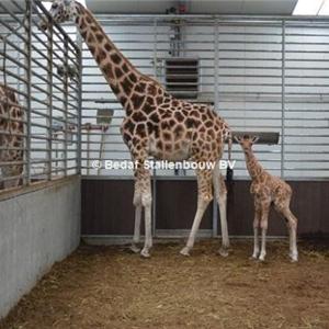 giraffenstallen