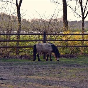 rond door rond