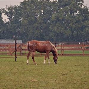 omheining met gaas en schrikdraad