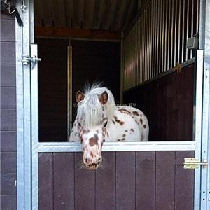 verlaagde ponydeur buitenstal