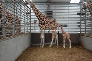 safaripark beekse bergen