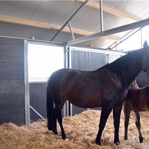 paardenstal met middengang