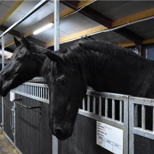 sociaal contact paarden onderling