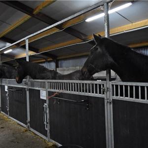 sociaal contact paarden onderling mogelijk