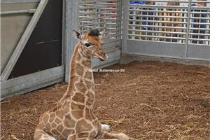 safaripark beekse bergen